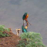 угощайся :: Виталий Емельянов