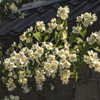 Ветка жасмина. :: Петр Беляков