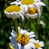 На ромашке :: Светлана SvetNika17