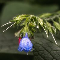 Окопник кавказский :: Michel 