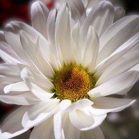 * :: Hope 