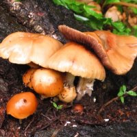 Грибное семейство :: Андрей Снегерёв