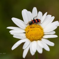 Пестряк пчелиный на ромашке :: Александр Синдерёв