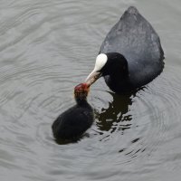 Кормление :: Рита Симонова