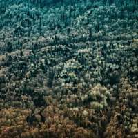 Лесной массив :: Игорь Хижняк Лесной массив :: Игорь Хижняк