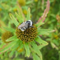 Шмель :: Anna Ivanova