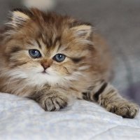 Золотко. :: Оля Богданович Золотко. :: Оля Богданович