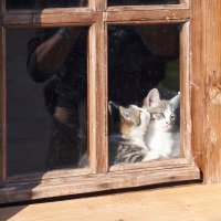 По секрету на ушко :: Инна Драбкина По секрету на ушко :: Инна Драбкина