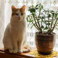 На посту! :: Ирина Соловьёва