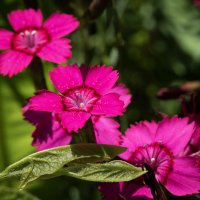 Гвоздичка. :: Лилия * Гвоздичка. :: Лилия *