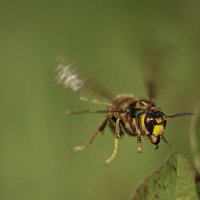 Шершень идет на посадку :: Эдуард Куклин