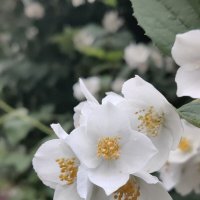 Жасмин :: Дмитрий Жасмин :: Дмитрий