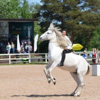 Международная конная выставка "Иппосфера" 2025 :: Николай Международная конная выставка "Иппосфера" 2025 :: Николай