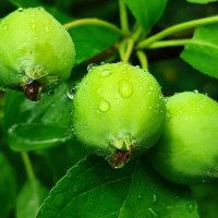 Под дождём :: Валентина Богатко 