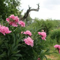 А пионы цветут :: Gen Vel