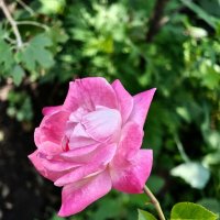 Роза. :: Валерий Ткаченко