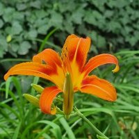 Первый лилейник :: Наталья 