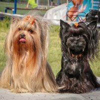 Сладкая парочка :: Анатолий Шумилин