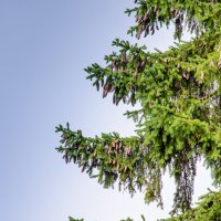 шишки :: Елена Кордумова