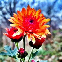 ХРИЗАНТЕМА   КОРЕЙСКАЯ :: Анатолий Малобродский