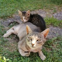 -Ты что-то хотел предложить? :: Валерий Судачок