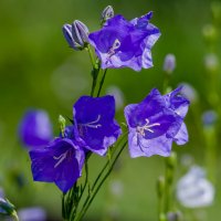 Дачные цветы. :: Sergey (Apg)