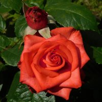 Роза чайно-гибридная :: Наиля Роза чайно-гибридная :: Наиля