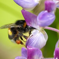 из снятого позавчера 2 :: Александр Прокудин