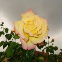 ...а просто летний дождь прошёл... :: Галина 