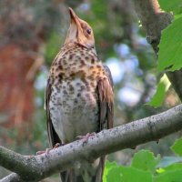 Певчий дрозд :: Александр Чеботарь