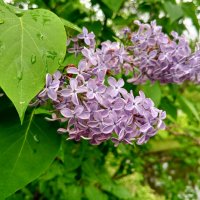 Сирень :: Сапсан 