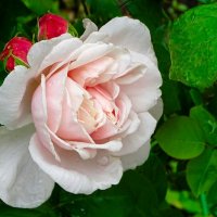 Городские цветы :: Милешкин Владимир Алексеевич 