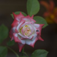 "Прекрасная незнакомка" :: Светлана Тихонина