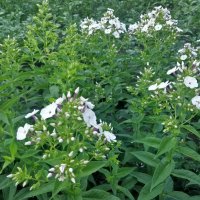 Красиво цветут :: Андрей Хлопонин Красиво цветут :: Андрей Хлопонин