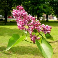 Весна в деталях :: Роман Савоцкий