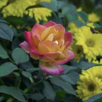 Глория Дей :: Валентин Семчишин