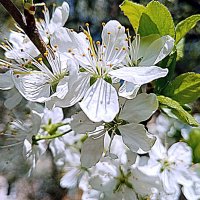 Цвет весны. :: Владимир Драгунский