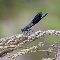 ******* :: Андроник Александр 