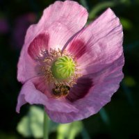 Доброе утро :: Юрий. Шмаков Доброе утро :: Юрий. Шмаков