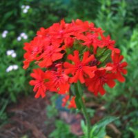 Лихнис цветёт :: Людмила Смородинская