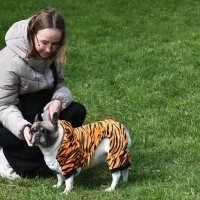 Москва. Парад французских бульдогов в усадьбе «Воронцово». :: Наташа *****