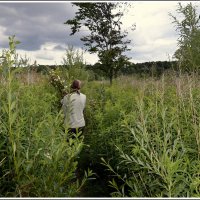 Травы,травы... :: Aleksandr Gal