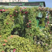 Арки из цветов на площади Тверской :: Дмитрий Никитин