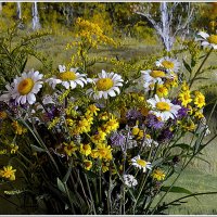 Полевые цветы... :: Aleksandr Gal