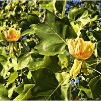 Распускающиеся цветы тюльпанового дерева. :: Валерия Комова