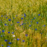 Найди птичку..... :: Sergey (Apg)