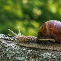 Про улитку. :: Владимир Безбородов