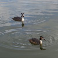 Чомга :: Рита Симонова