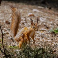 Белка :: Александр Бочериков Белка :: Александр Бочериков