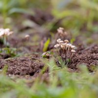 Негниючники :: Александр Синдерёв